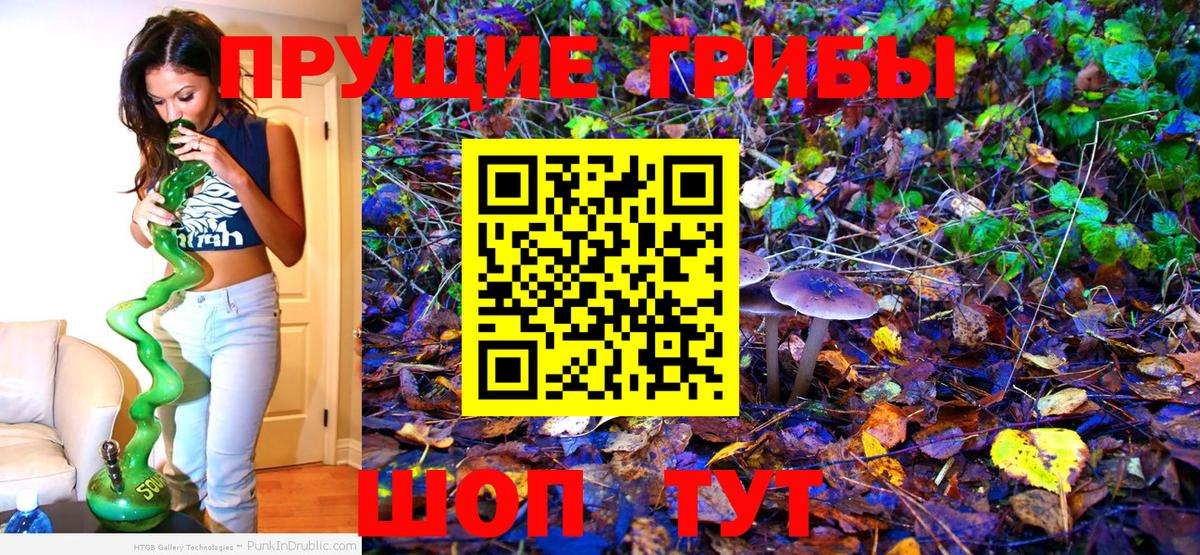 Псилоцибиновые грибы Psilocybe Казань